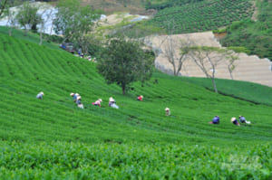 Chặng đường mới cho ngành hàng xuất khẩu triệu đô ở Bảo Lộc